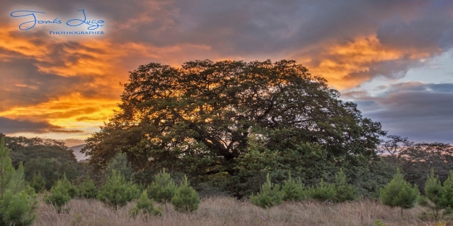  albero dei desideri 